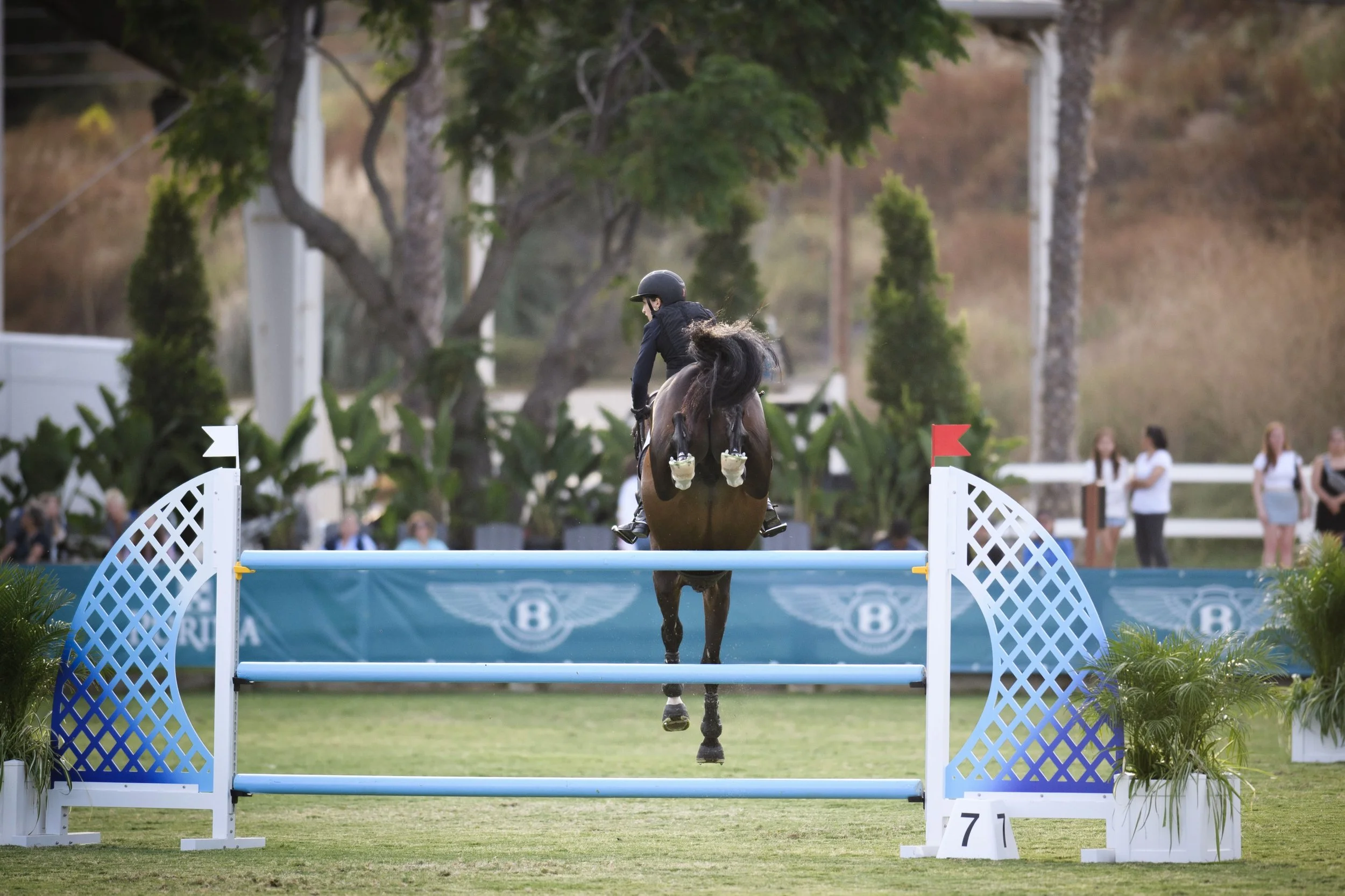 Breed for Brilliance — Alyce Bittar Stables